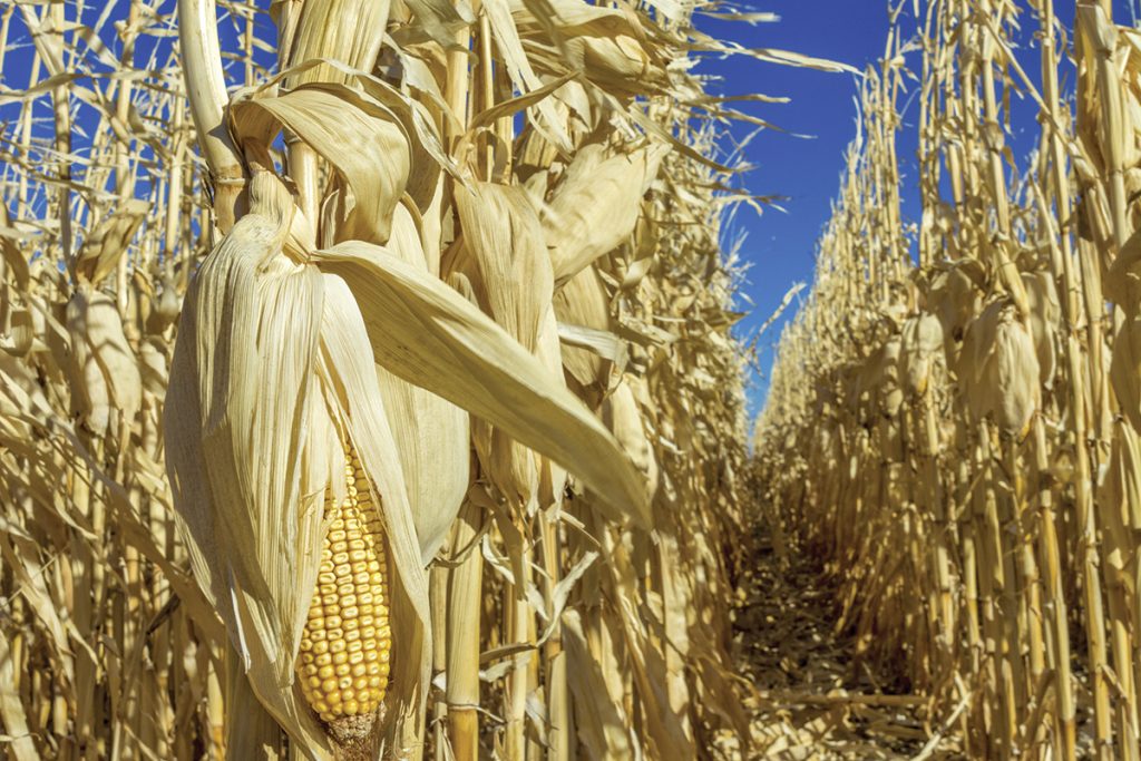 Mammuccini di FederBio: «Con gli NGT si aggira il divieto degli OGM»