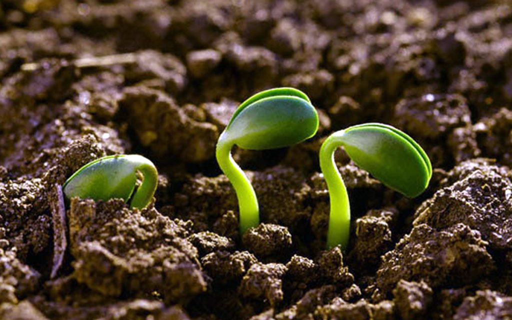 Mammuccini di FederBio: «Non c’è sovranità alimentare senza agroecologia»