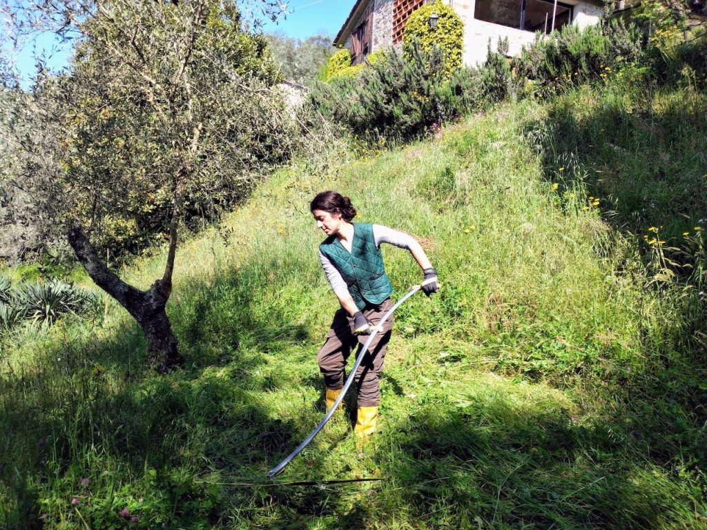 Margherita e Pierfrancesco recuperano un oliveto in Toscana