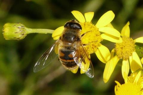 Meno impollinatori = meno cibo sano. E le conseguenze sono pesanti