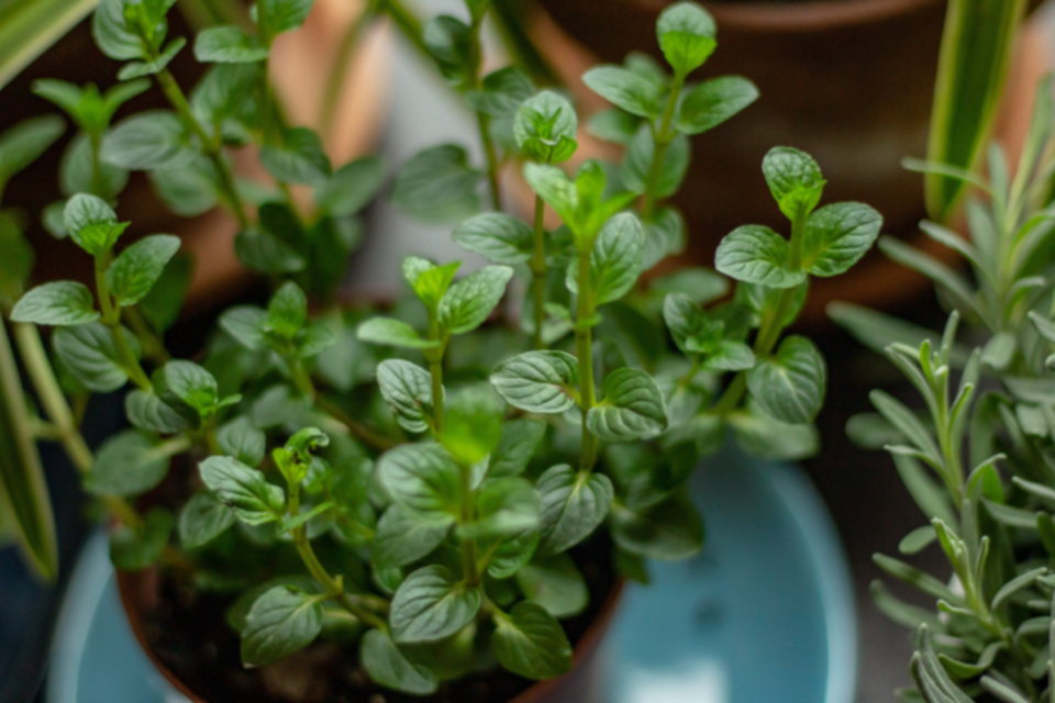 Menta piperita: proprietà e usi di una pianta tutta da scoprire