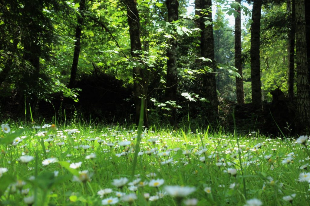 Mini-foreste, cibo sano per tutti, la salute nel respiro, vacanze con i nostri amici a 4 zampe e tanto altro su Terra Nuova di luglio!