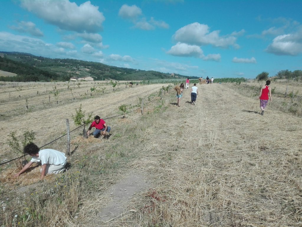 Mondeggi chiede aiuto per acquistare due macchinari agricoli: «Vogliamo ampliarci e fare rete»