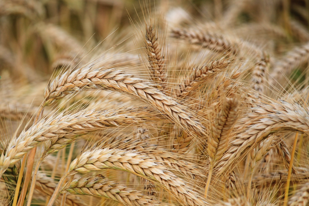 NaturaSì: «Sosteniamo chi garantisce cibo sano e cura del suolo»