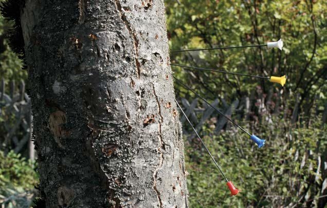 Non c’è dicotomia tra pelle e foglie, tra uomo e piante