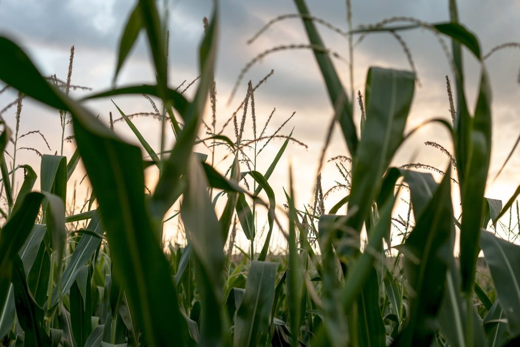 Nuovi OGM: agiamo insieme per fermarli