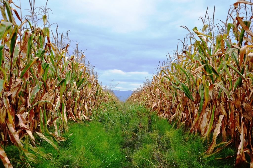 OGM: società civile e produttori biologici e agroecologici bocciano parere della Commissione Ue