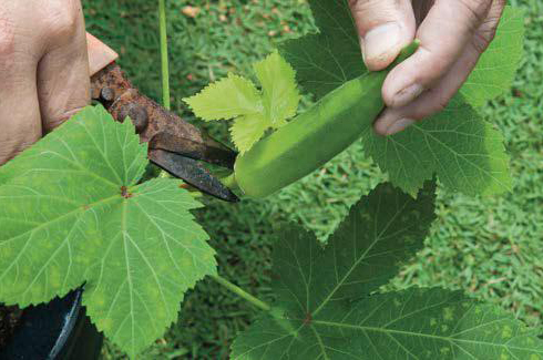 Okra: l’ortaggio dai mille usi