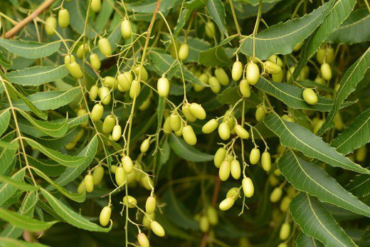 Olio di neem: è utile anche in agricoltura?