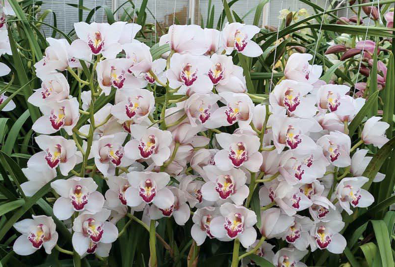 Orchidee sostenibili