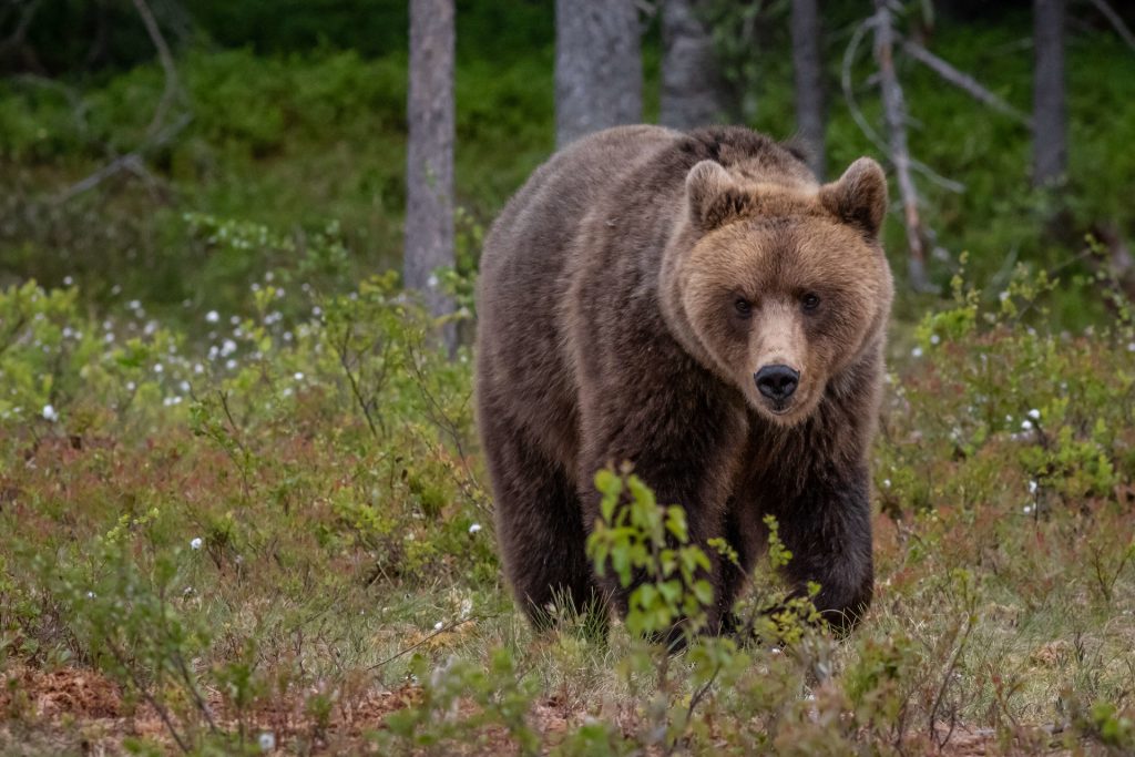 Orso, il Tar di Trento accoglie parzialmente il ricorso contro l’abbattimento