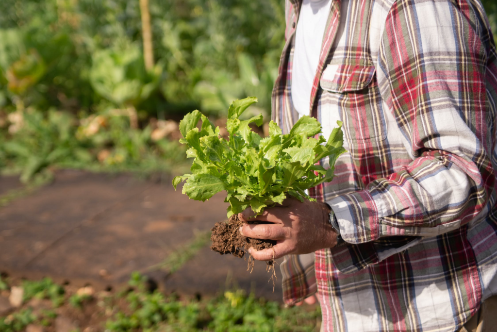 Orto o campo agricolo: ecco cosa si può fare per migliorare il suolo