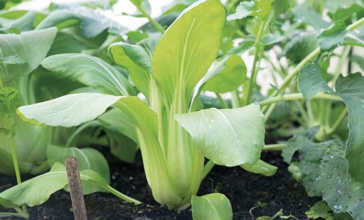 Pak Choi. Il cavolo che sembra una bietola