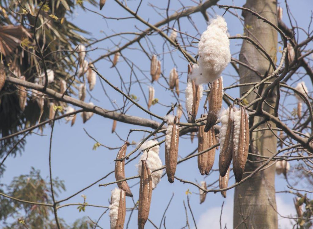 Per fare un abito ci vuole un albero