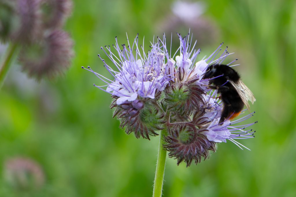 Perché fa scandalo l’agricoltura biodinamica?