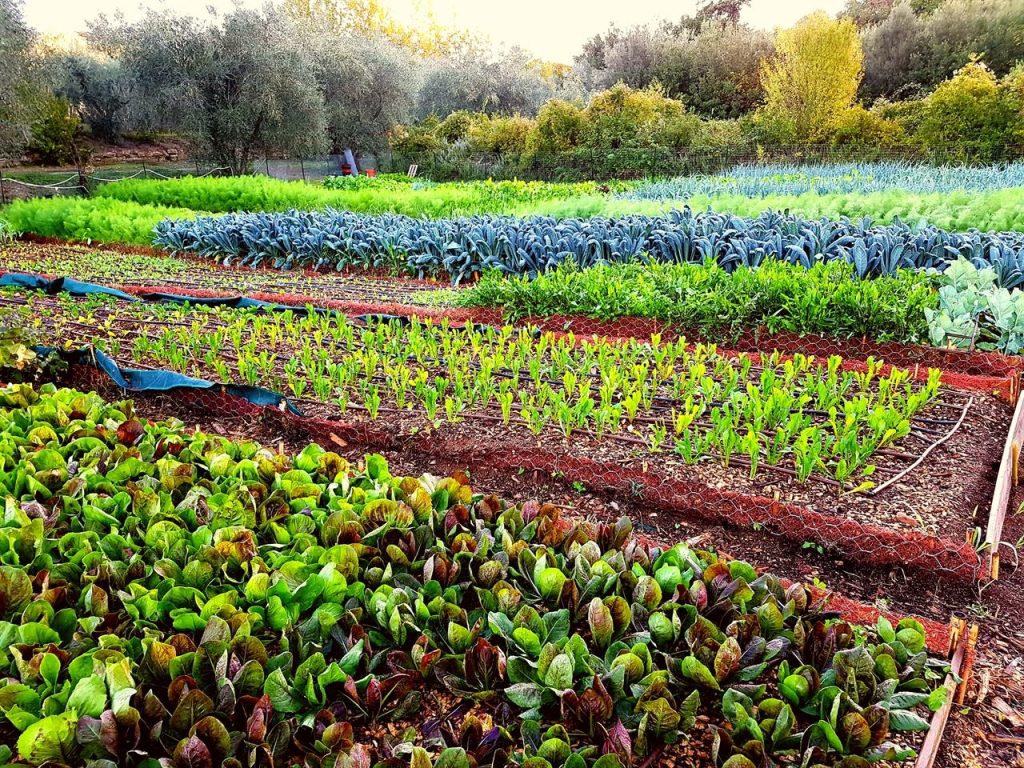 Pesticidi, 24 istituti di ricerca europei si alleano per un’agricoltura senza chimica.