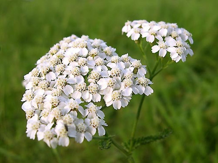 Piante: come usare al meglio l’Achillea