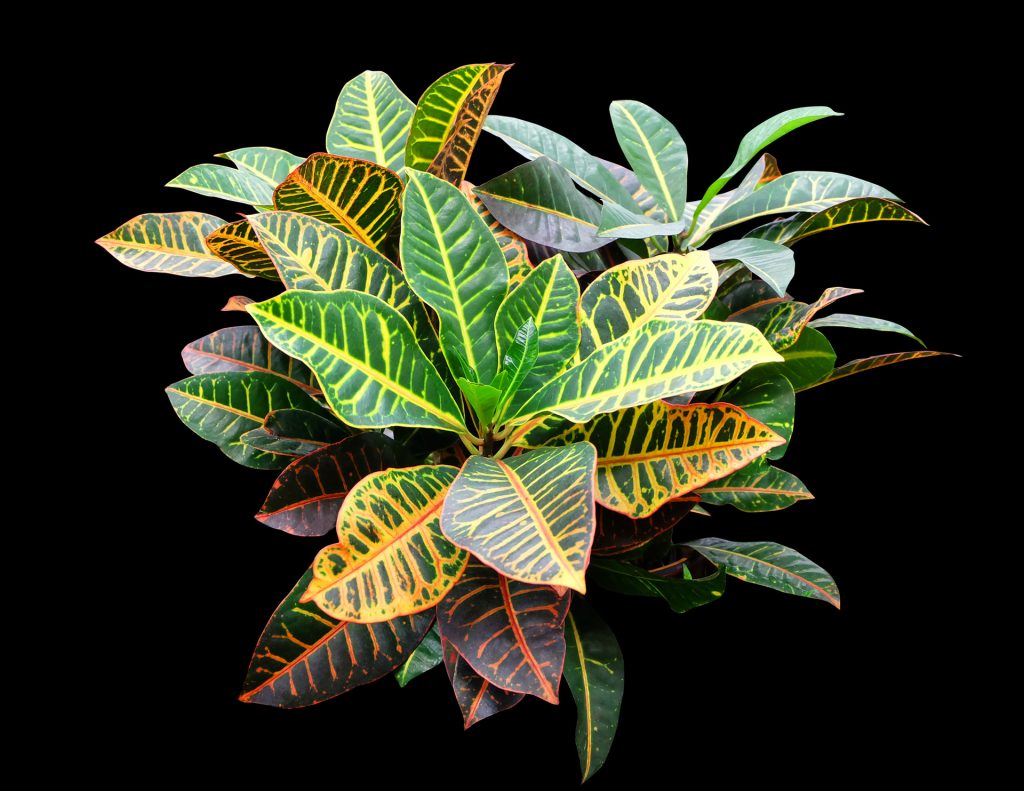 Piante da appartamento: coltivare il Croton