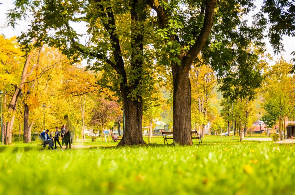 Progetto “Forestami”: a Milano in 5 mesi piantati oltre 76.000 alberi