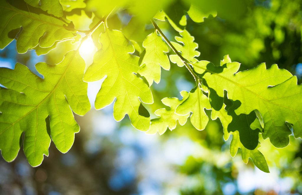 Quercia, la pianta della senescenza