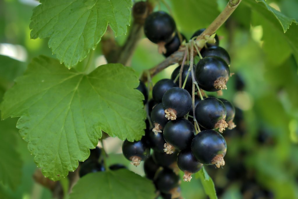 Ribes nigrum, il rimedio del Ventesimo secolo