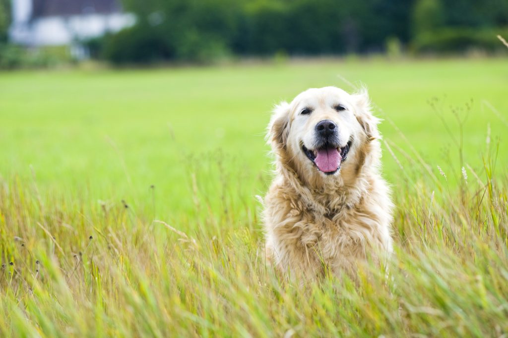 Rimedi naturali per il cane: come preparare infusi, decotti e macerati