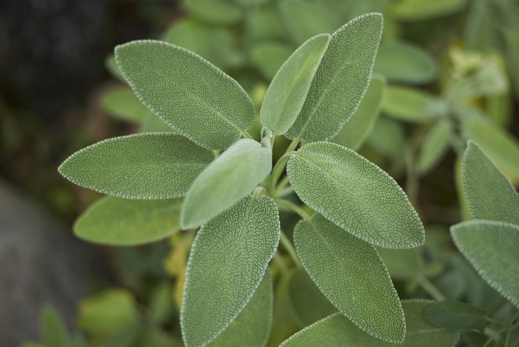 Salvia, fra tradizione e uso attuale