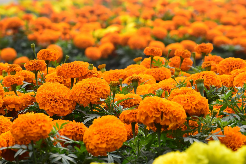 Scopriamo l’uso dei fiori in cucina