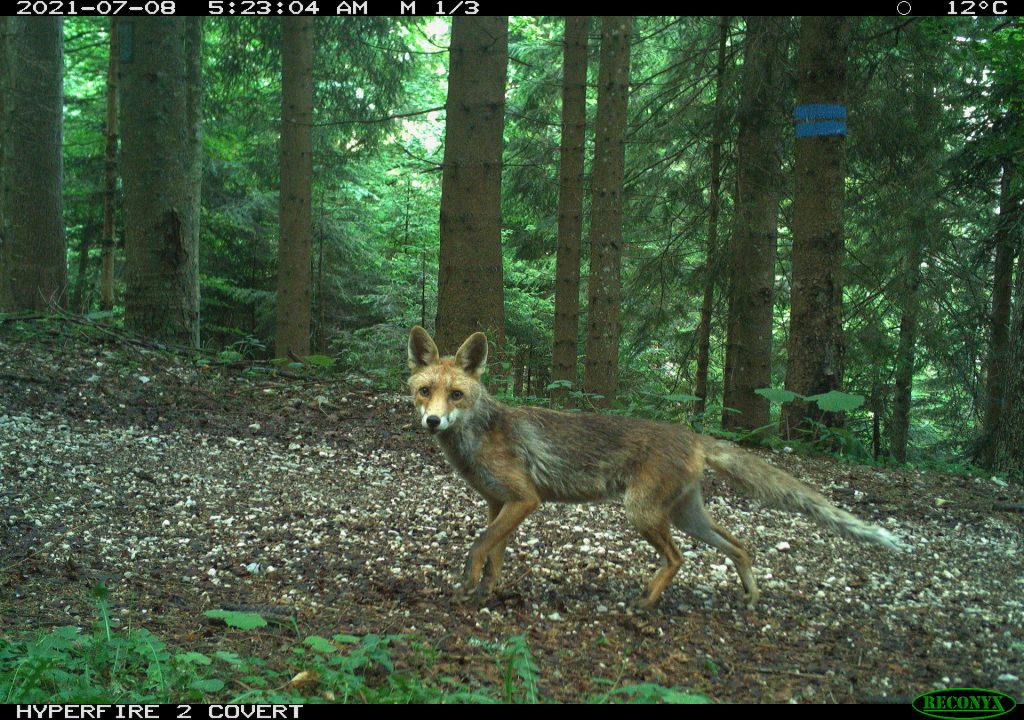 Se la montagna è affollata, gli animali diventano più notturni