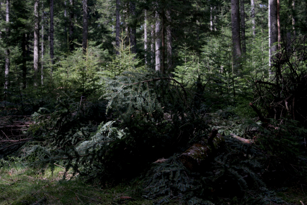 Selvatico ancestrale: una mostra per parlare delle foreste nel mondo