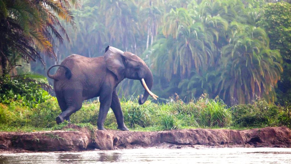 Sempre più minacciata la foresta pluviale del Congo: l’appello di Greenpeace