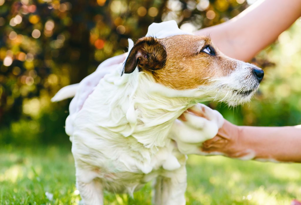 Shampoo naturale per cani