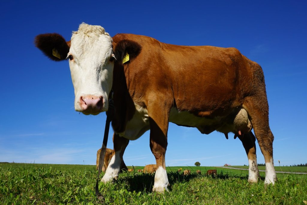 Slow Food: «Carne, i problemi non si risolvono passando dagli allevamenti intensivi al laboratorio»