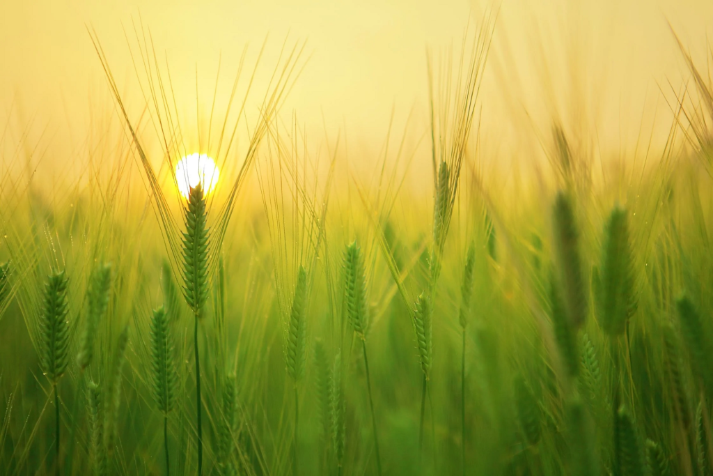 Slow Food: «La COP27 finisce, ma i sistemi alimentari inquinanti rimangono»