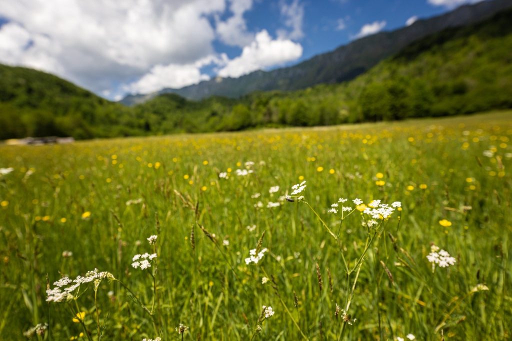 Slow Food: «Manifesto per salvare i prati stabili»