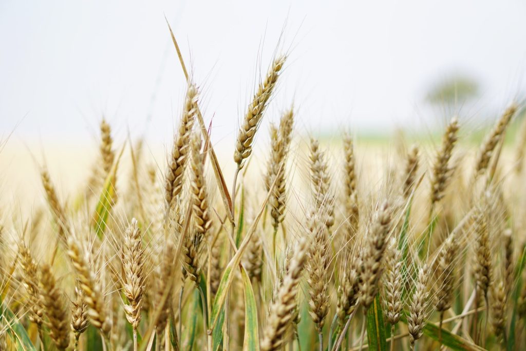 «Smascheriamo l’agroindustria “rigenerativa”»: al via la campagna per difendere l’Agricoltura Rigenerativa