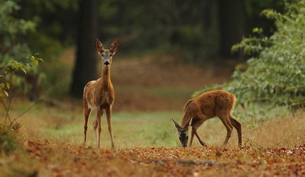 Specie protette e habitat tutelati in pessimo stato di conservazione: l’allarme del WWF