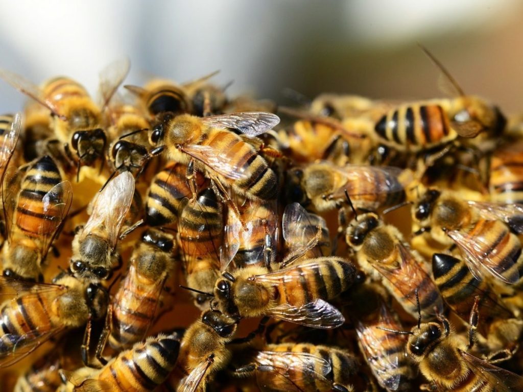 Strage di api nel Bresciano: ipotesi pesticidi agricoli