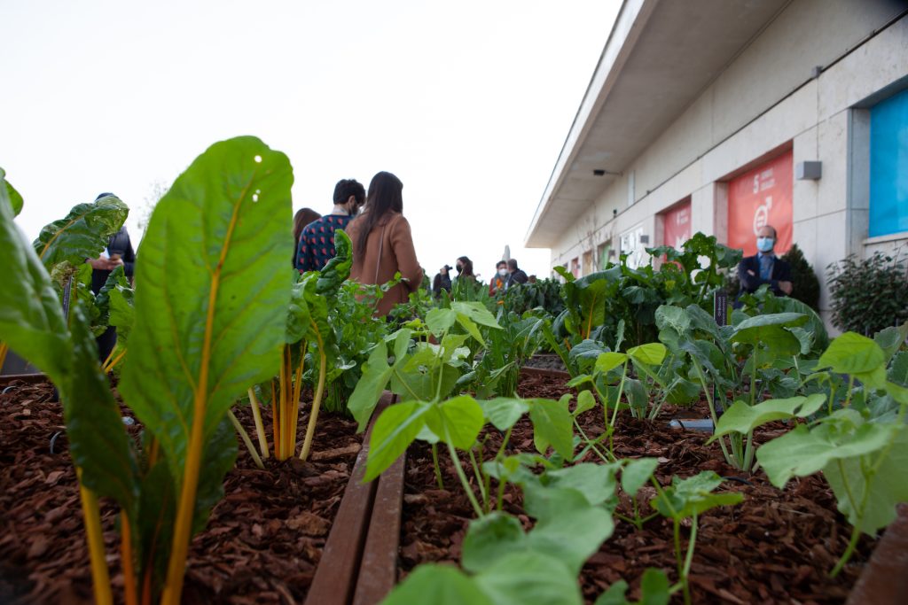 Sul tetto della FAO l’orto biologico realizzato da NaturaSì