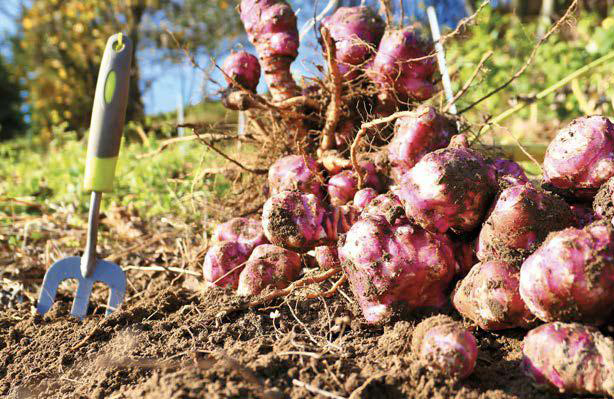 Topinambur: il fiore del sole tuberoso