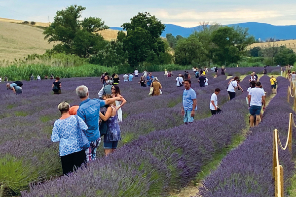 Torna il Festival “I Giorni della Lavanda”