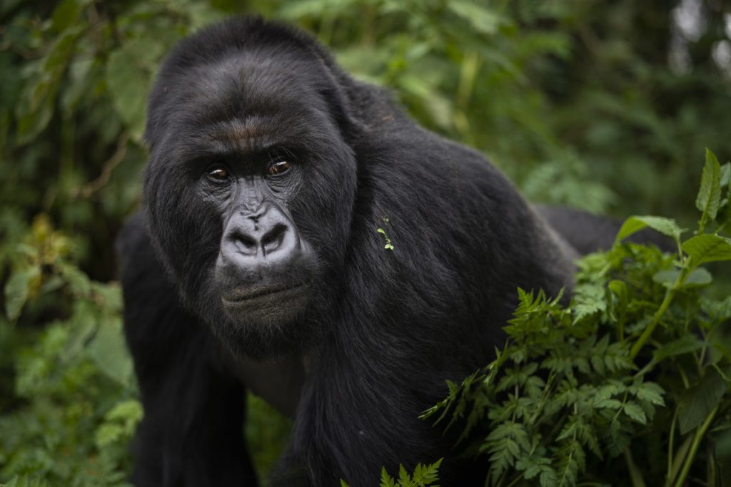 Uccise Rafiki, uno dei più noti gorilla di montagna ugandesi: condannato a 11 anni di carcere