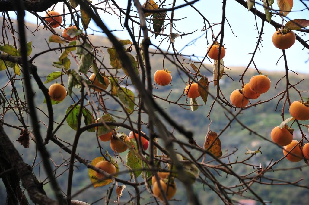 Un presidio per il biologico ligure