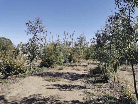 Una food forest per Ventotene