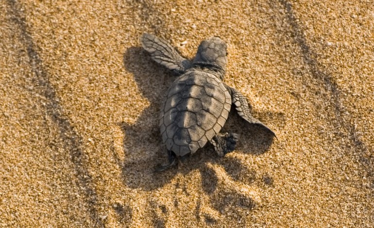 Vi raccontiamo la schiusa delle uova di tartaruga Caretta sulla spiaggia