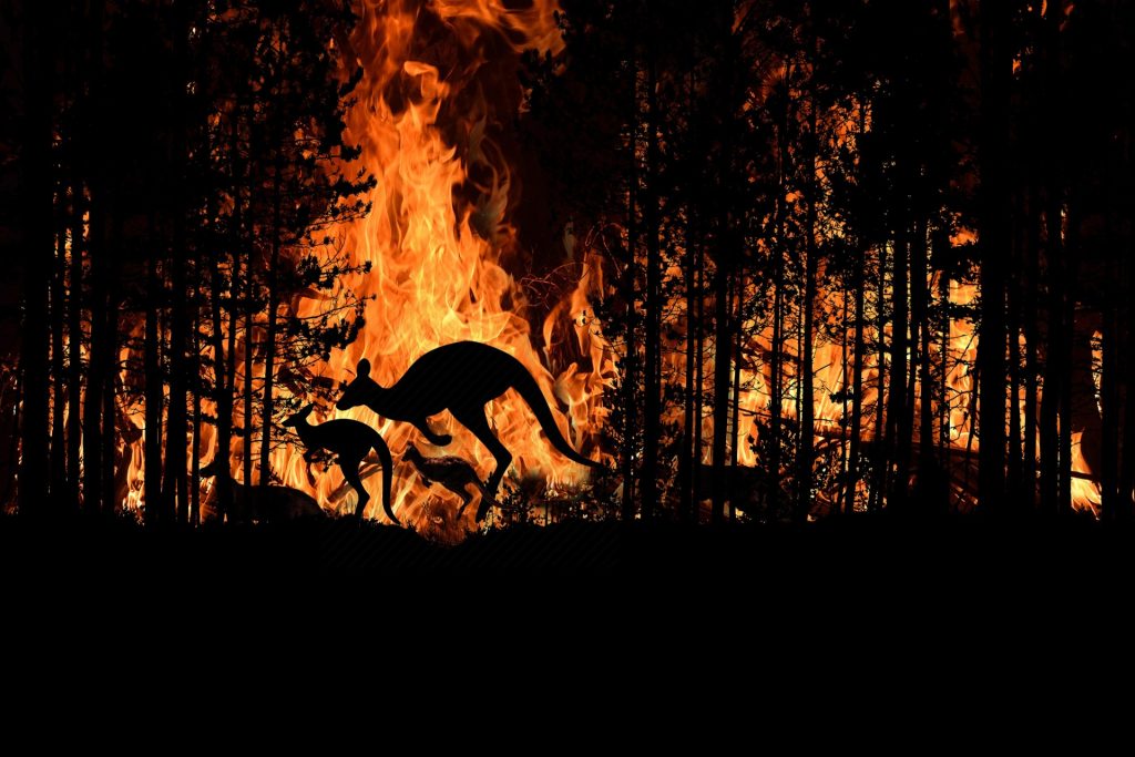 WWF: «Incendi in Australia, 49 specie hanno perso oltre l’80% del loro habitat»