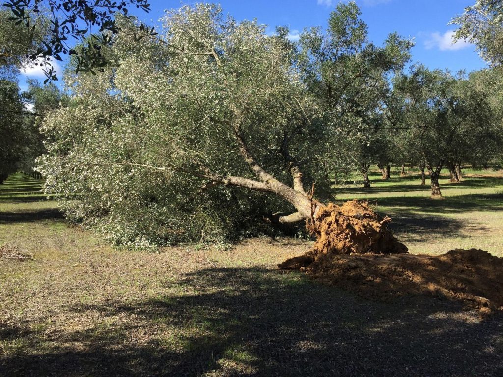 «Xylella, stop all’abbattimento di ulivi sani nel raggio di 50 metri da quelli malati, non c’è ragione scientifica»: lo studio