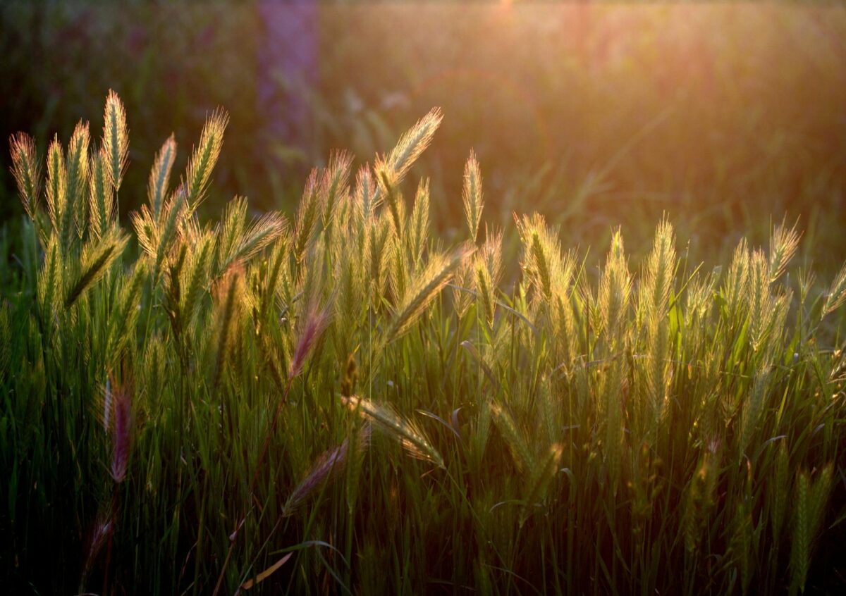 Un dialogo strategico per rilanciare la transizione ecologica dell’agricoltura