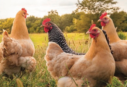 Allevare galline felici in permacultura