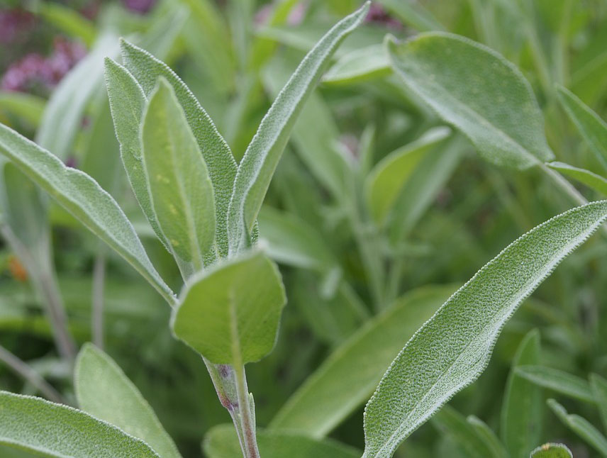 Coltivazione e cura della salvia